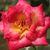 Sárga - vörös - Virágágyi grandiflora - floribunda rózsa - Dick Clark